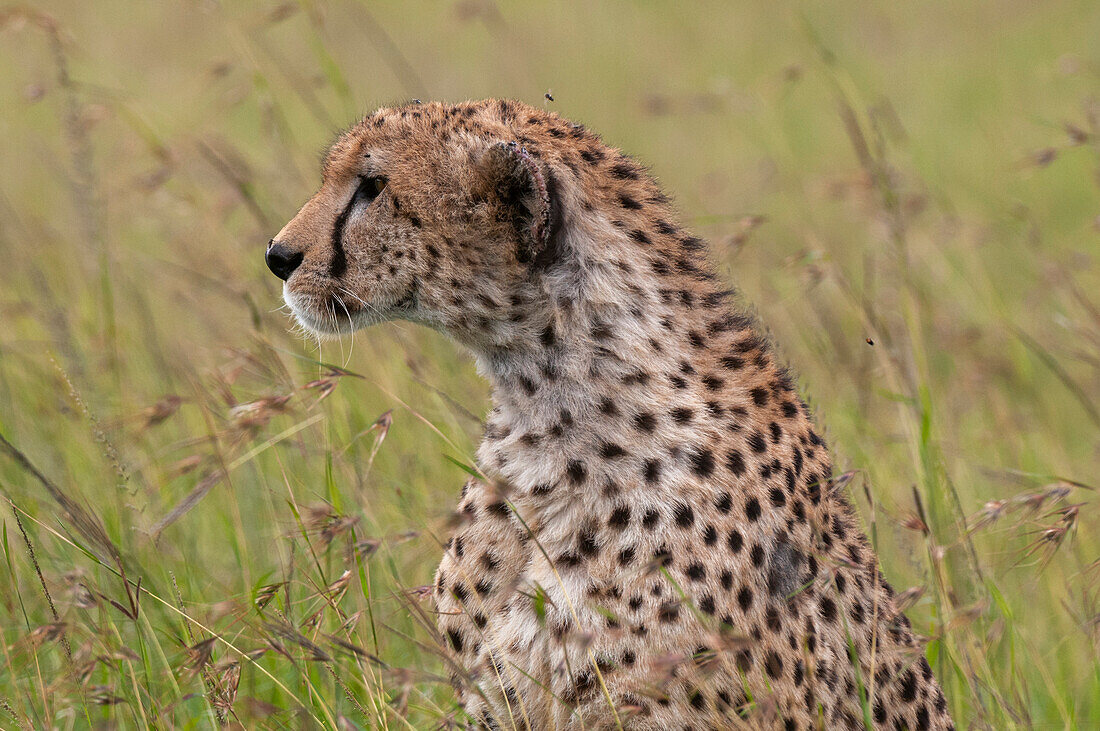 Porträt eines wachsamen Geparden, Acinonyx jubatus, im hohen Gras. Masai Mara-Nationalreservat, Kenia.