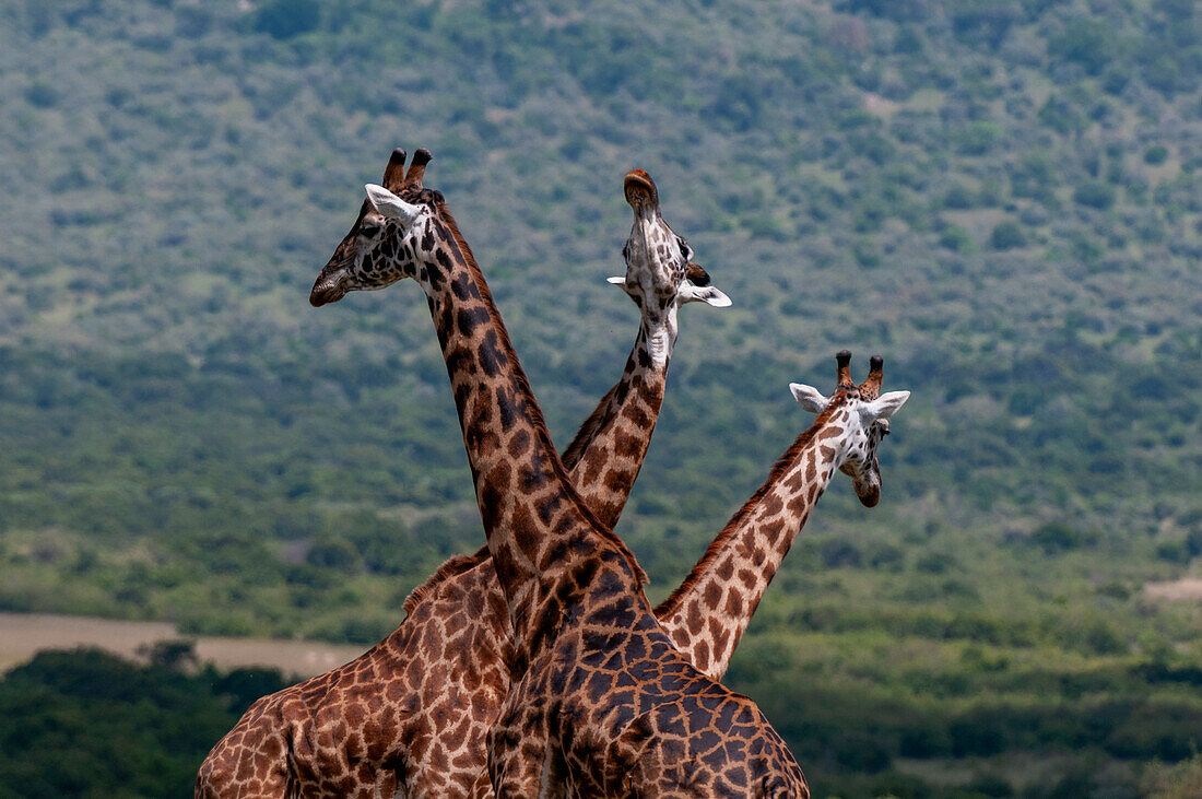 Drei Masai-Giraffen, Giraffa camelopardalis, schauen in alle Richtungen. Masai Mara Nationalreservat, Kenia.