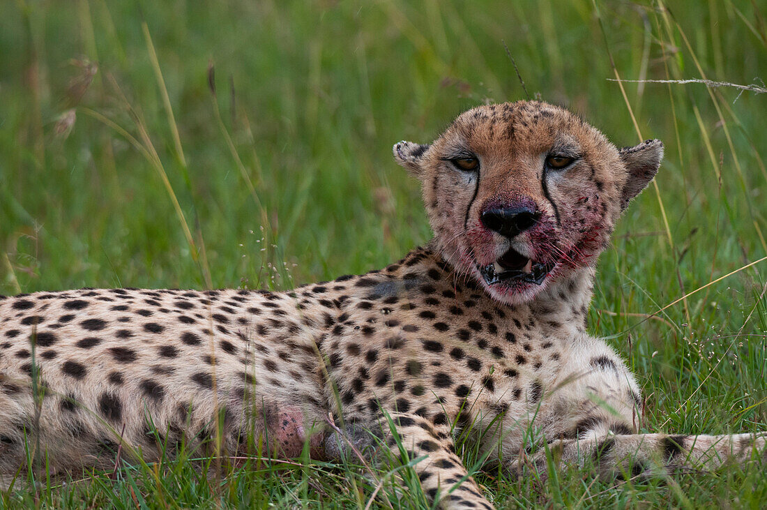 Ein Gepard, Acinonyx jubatus, blutverschmiert nach dem Fressen einer frischen Beute. Masai Mara Nationalreservat, Kenia.