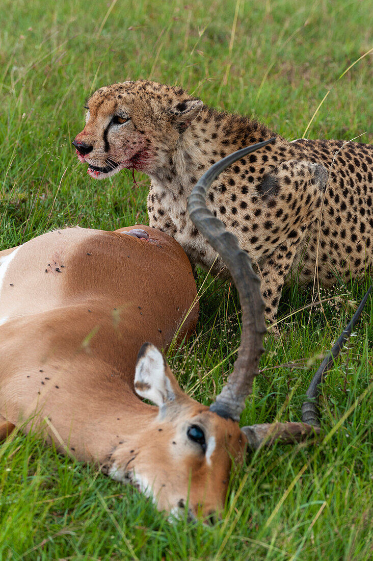 A cheetah, Acinonyx jubatus, and its impala kill, Aepyceros melampus. Masai Mara National Reserve, Kenya.