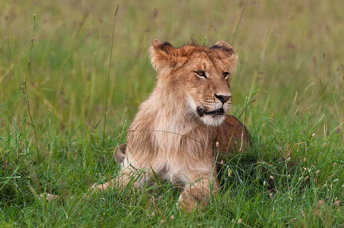 Porträt eines aufmerksamen jungen Löwen, Panthera leo, der sich im Gras ausruht. Masai Mara-Nationalreservat, Kenia.
