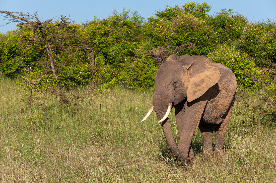Ein afrikanischer Elefant, Loxodonta africana, läuft durch hohes Gras. Masai Mara Nationalreservat, Kenia.