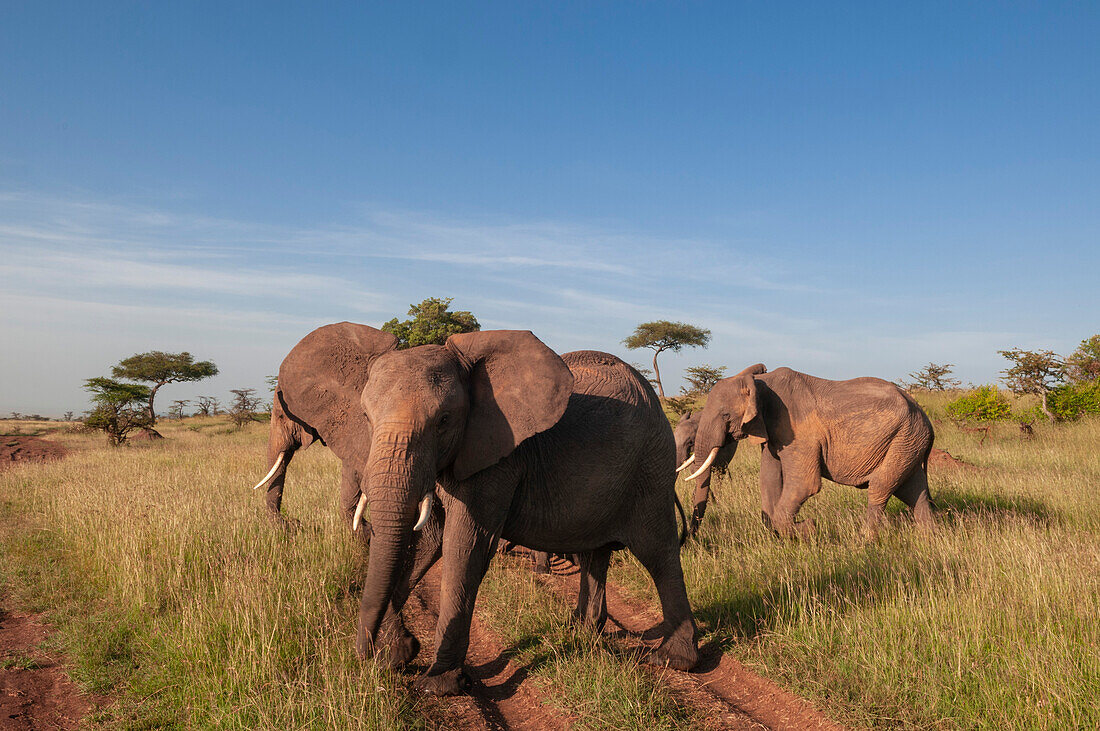 Eine Herde afrikanischer Elefanten, Loxodonta africana, überquert Reifenspuren. Masai Mara Nationalreservat, Kenia.