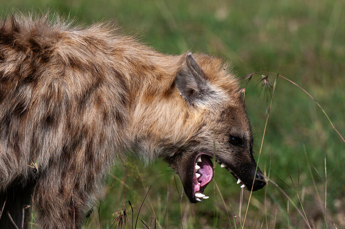 A spotted hyena, Crocuta crocuta, yawning. Masai Mara National Reserve, Kenya.