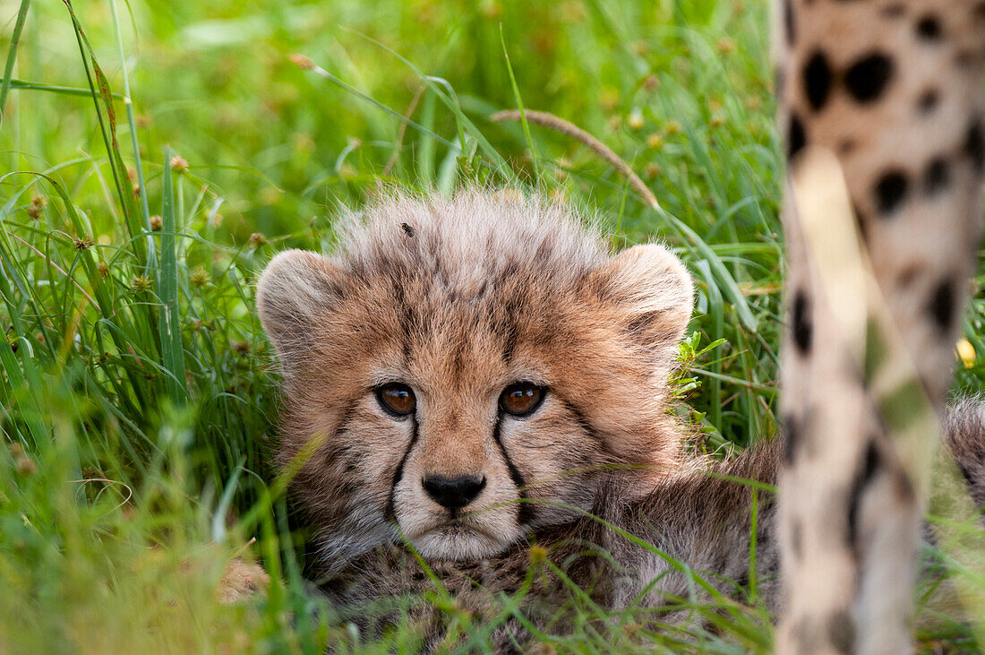 Porträt eines ruhenden Gepardenjungen, Acinonyx jubatus. Masai Mara-Nationalreservat, Kenia.