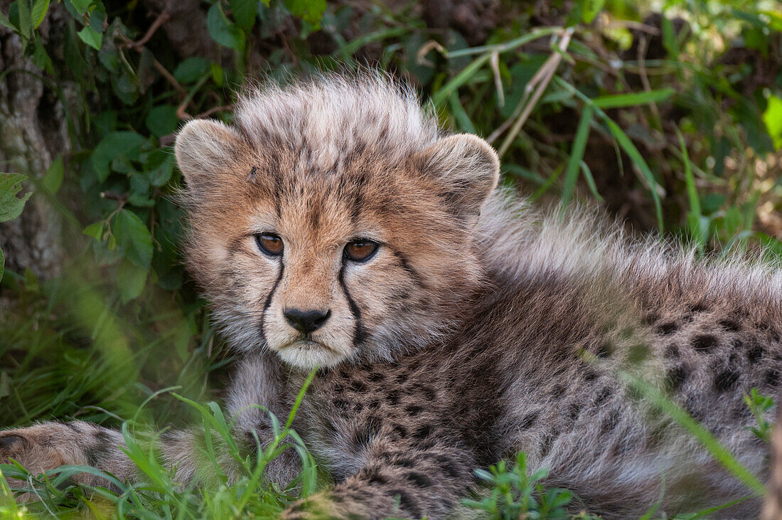 Portrait of a resting cheetah cub, Acinonyx jubatus. Masai Mara National Reserve, Kenya.