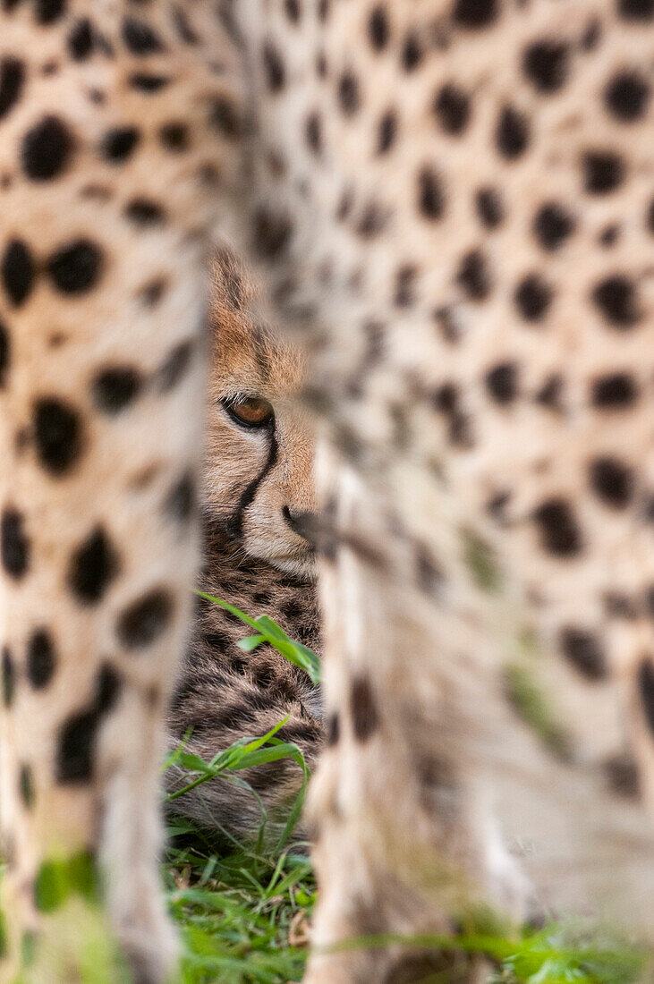 A cheetah cub, Acinonyx jubatus, resting near its mother. Masai Mara National Reserve, Kenya.