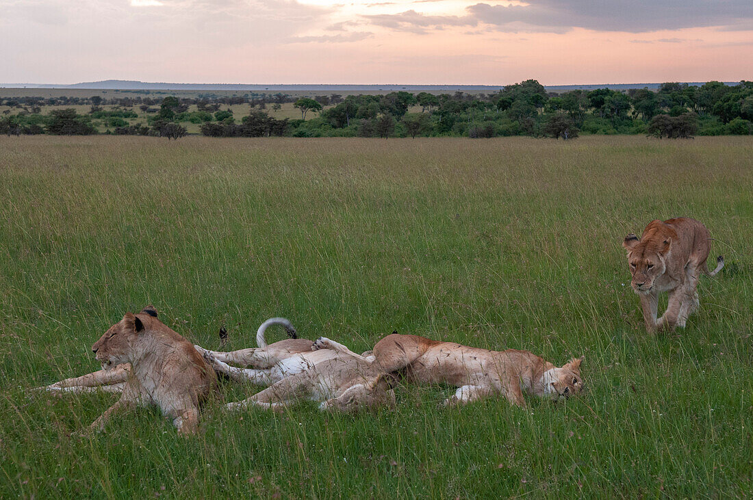 A pride of lionesses, Panthera leo, resting on the savanna. Masai Mara National Reserve, Kenya.