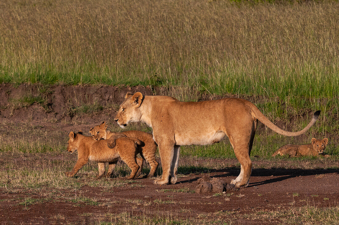 Porträt einer Löwin, Panthera leo, mit einem Paar Jungtiere. Masai Mara-Nationalreservat, Kenia.