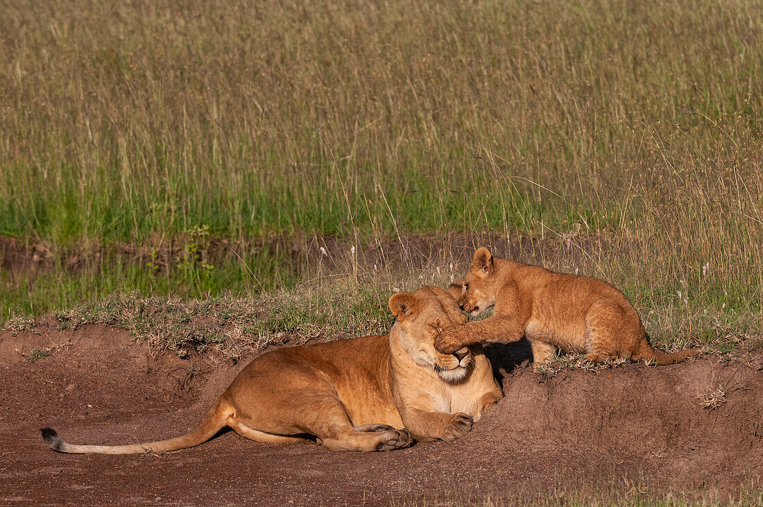 Ein Löwenjunges, Panthera leo, spielt mit seiner ruhenden Mutter. Masai Mara-Nationalreservat, Kenia.