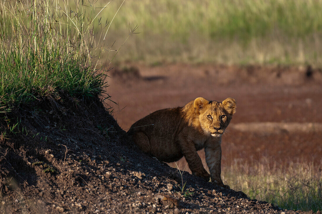 Porträt eines aufmerksamen und wachsamen Löwenjungen, Panthera leo. Masai Mara-Nationalreservat, Kenia.
