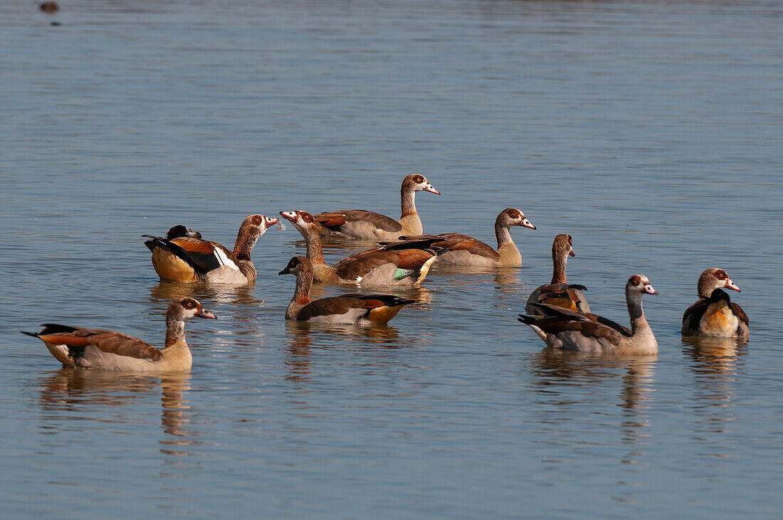 Egyptian geese, Alopochen aegyptiacus, relaxing in a pond. Masai Mara National Reserve, Kenya.
