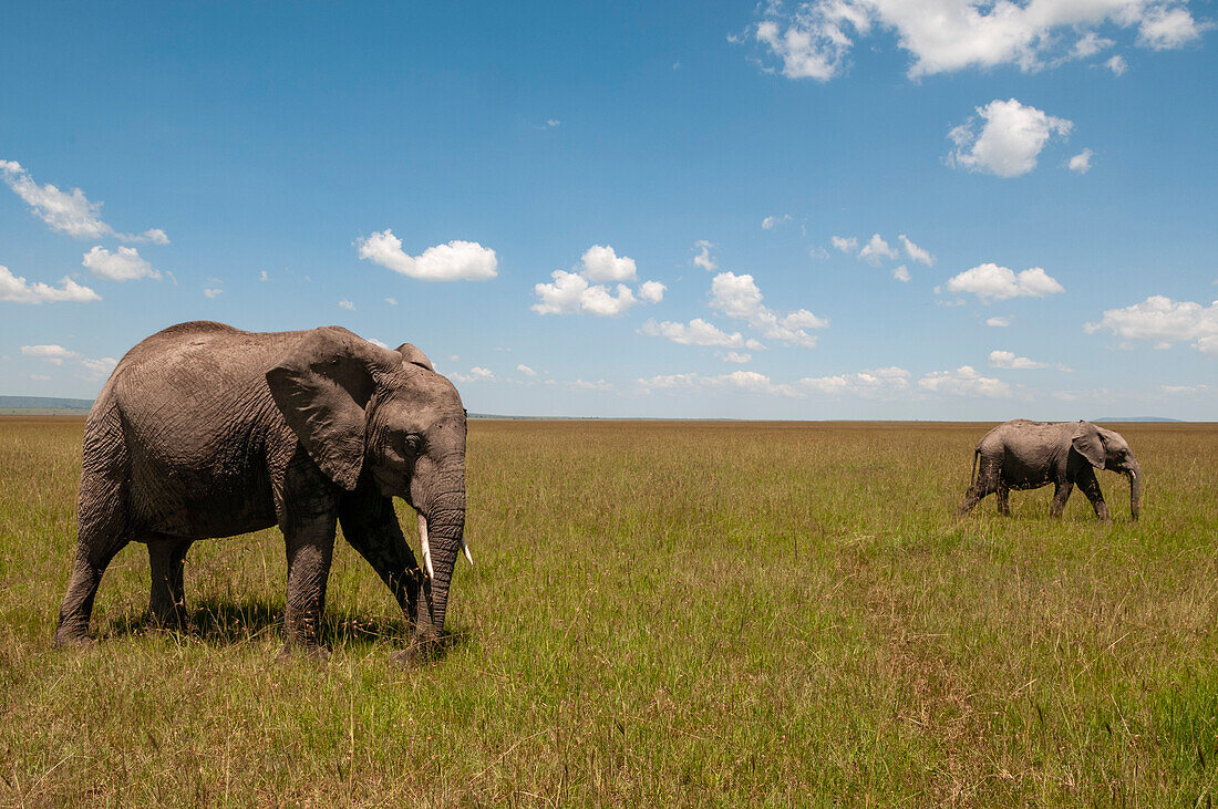 Ein junger afrikanischer Elefant, Loxodonta africana, und seine Mutter. Masai Mara Nationalreservat, Kenia.