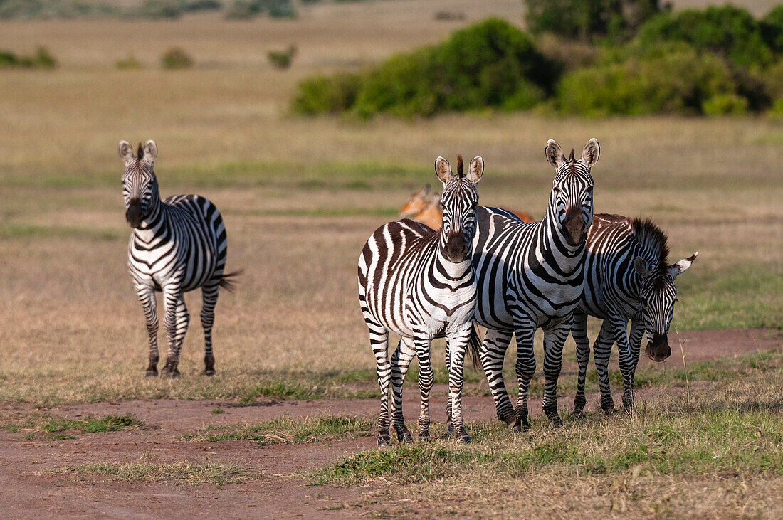 Eine Herde Steppenzebras oder Gewöhnliche Zebras, Equus quagga. Masai Mara Nationalreservat, Kenia.