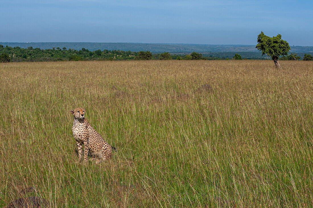 Porträt eines Geparden, Acinonyx jubatus, in der Savanne. Masai Mara-Nationalreservat, Kenia.
