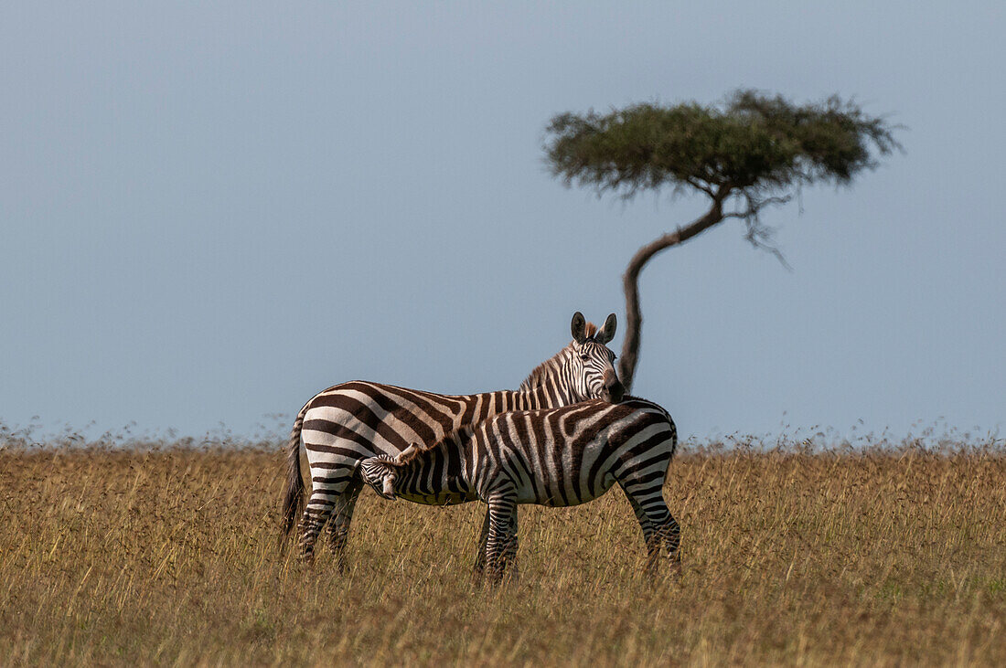 A common or plains zebra colt, Equus quagga, nursing from its mother. Masai Mara National Reserve, Kenya.