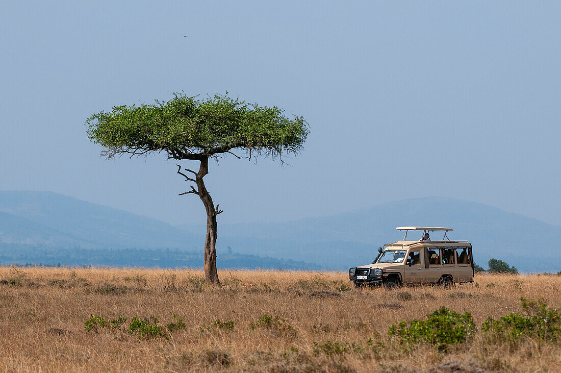 A tourist safari vehicle on a game drive in the Masai Mara savanna. Masai Mara National Reserve, Kenya.