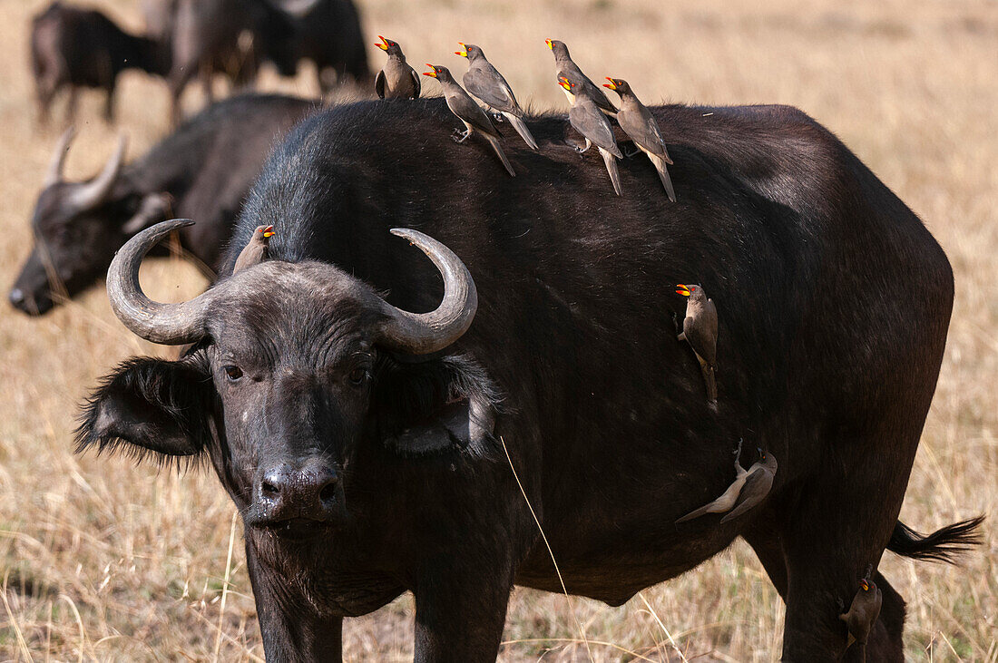 Gelbschnabelspechte, Buphagus africanus, auf dem Rücken, dem Kopf und der Seite eines afrikanischen Büffels, Syncerus caffer. Masai Mara Nationalreservat, Kenia.