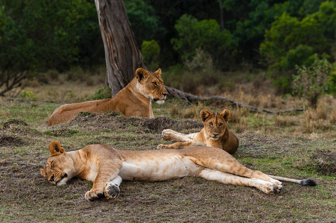 Two lionesses, Panthera leo, and a cub, resting. Masai Mara National Reserve, Kenya.