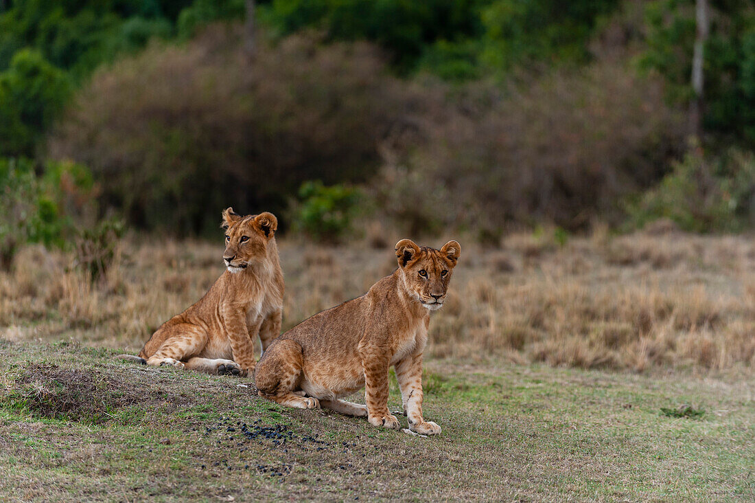 Portrait of two young lions, Panthera leo. Masai Mara National Reserve, Kenya.