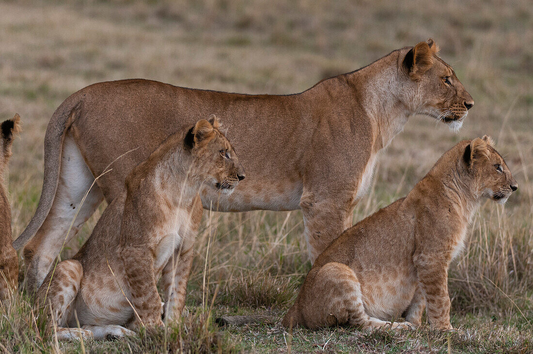Eine wachsame Löwin, Panthera leo, und ein Trio von Jungtieren. Masai Mara-Nationalreservat, Kenia.