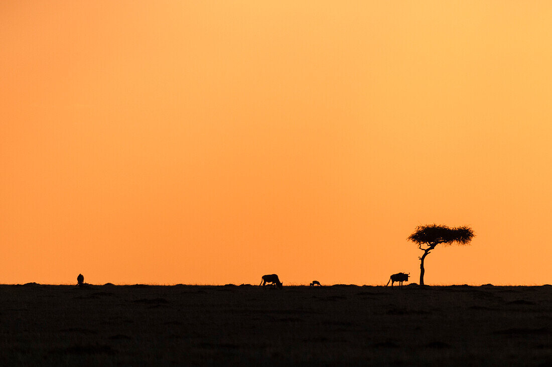Drei Gnus, Connochaetes taurinus, grasen bei Sonnenuntergang. Masai Mara Nationalreservat, Kenia.