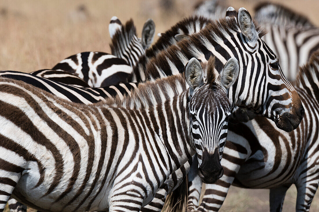 Ein Grant's Zebrafohlen, Equus quagga boehmi, schaut in die Kamera, Masai Mara National Reserve, Kenia. Kenia.