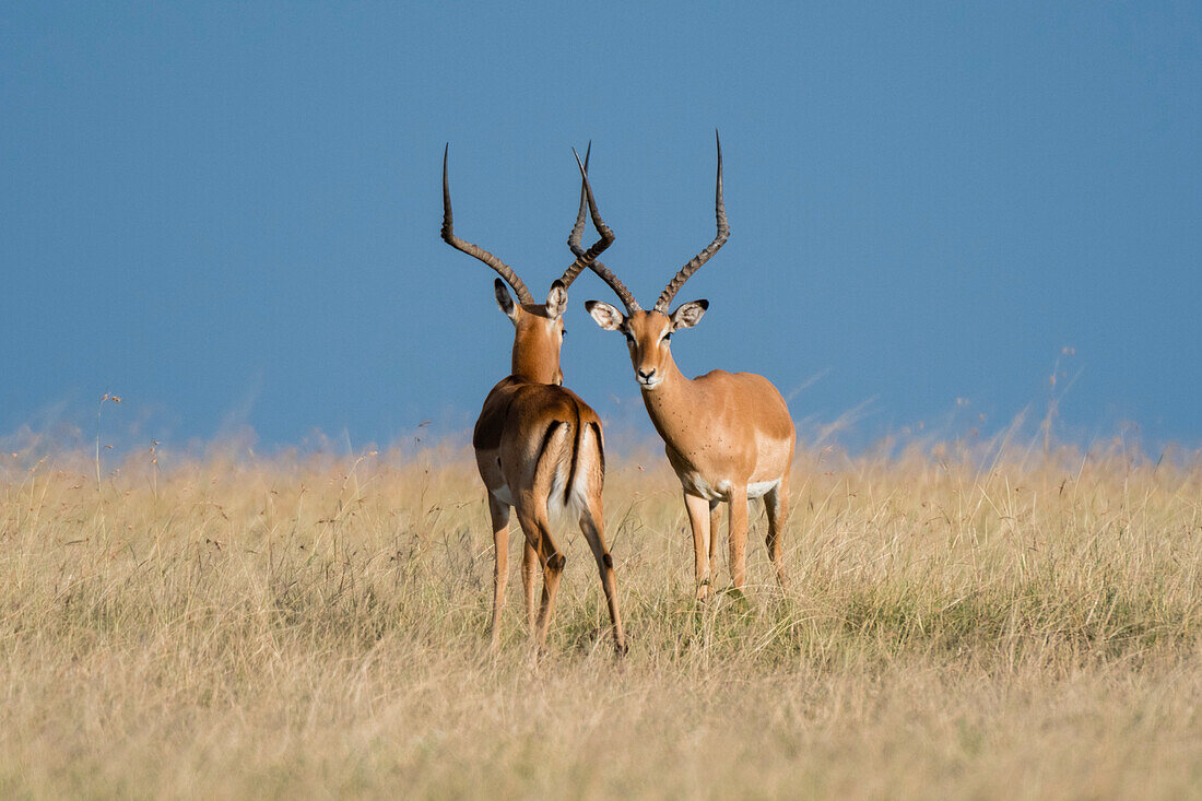 Zwei männliche Impalas, Aepyceros melampus, bereit zum Kampf um die Vorherrschaft, Masai Mara National Reserve, Kenia. Kenia.
