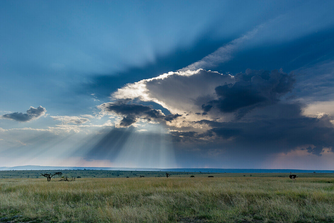 Masai Mara Nationalreservat in Kenia. Masai Mara-Nationalreservat, Kenia