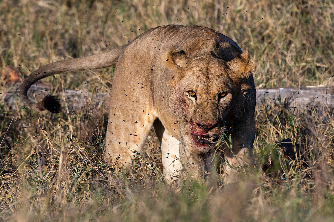 Ein Löwe, Panthera leo, mit blutigem Gesicht nach dem Fressen einer Beute. Voi, Tsavo-Schutzgebiet, Kenia.