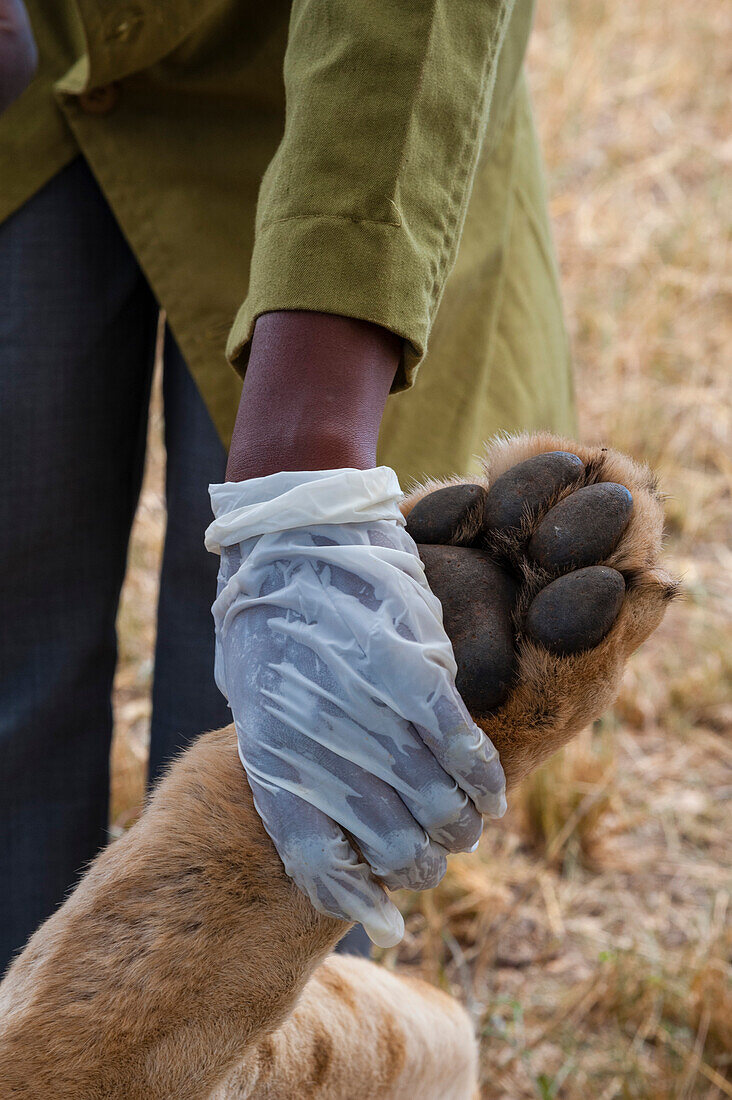 Eine verletzte Löwin, die von der mobilen Veterinäreinheit der Kenya Wildlife Services behandelt wird. Voi, Tsavo-Schutzgebiet, Kenia.