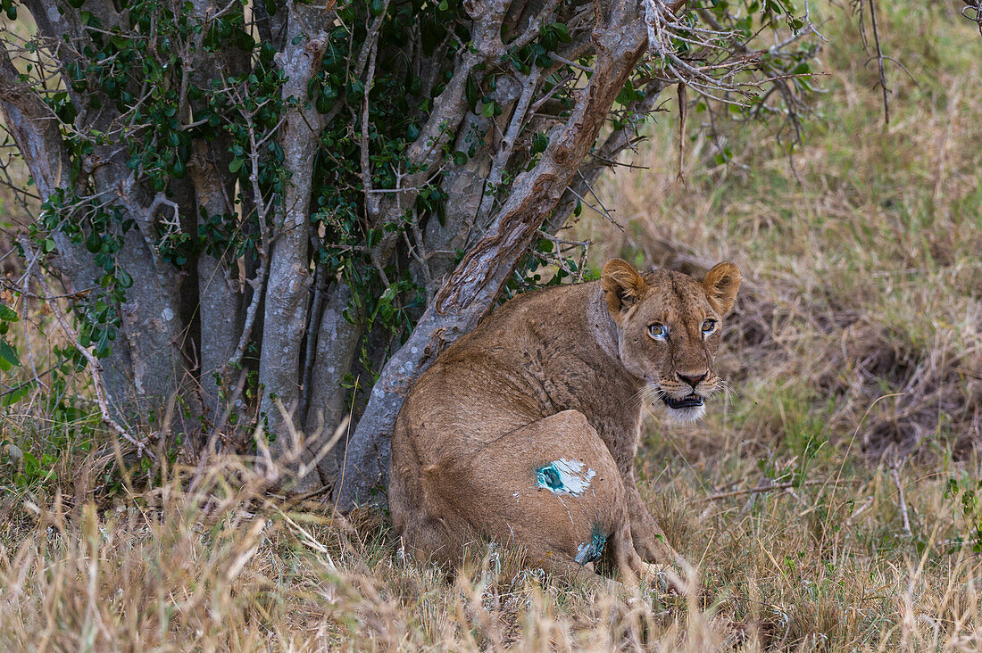 A wounded lioness awakens from anesthesia after being treated by Kenya Wildlife Services mobile veterinary unit. Voi, Tsavo Conservation Area, Kenya.
