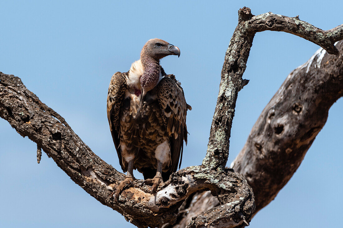 A white-backed vulture, Gyps africanus, on a tree top. Voi, Tsavo West National Park, Kenya