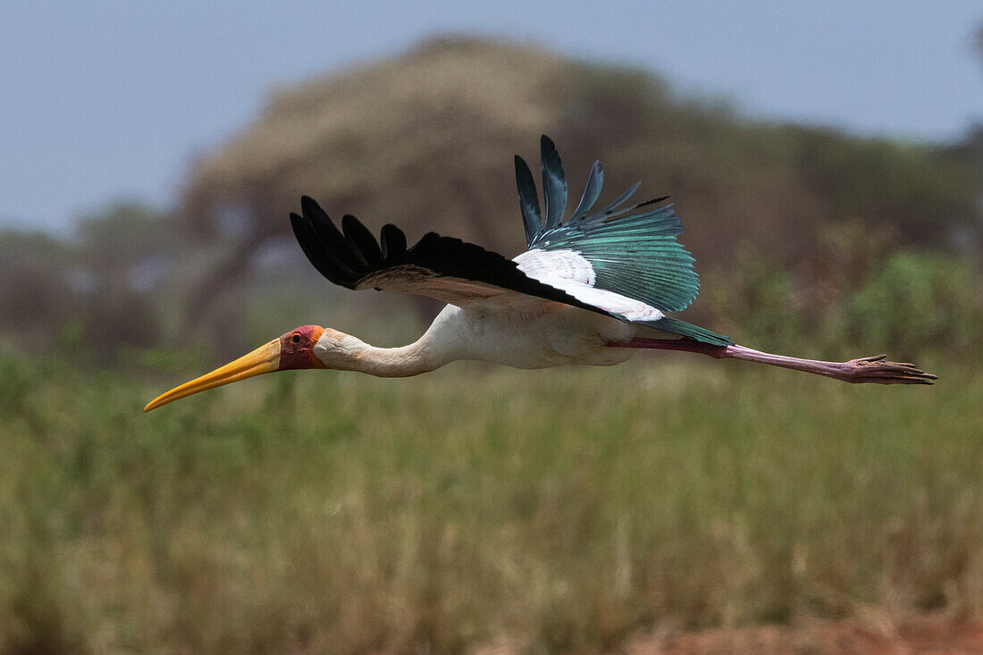 Ein Gelbschnabelstorch, Mycteria ibis, im Flug. Voi, Tsavo-Schutzgebiet, Kenia.