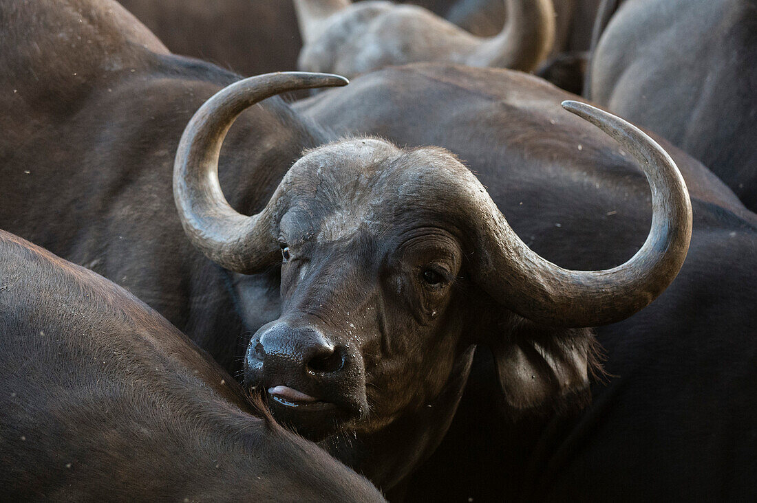 Ein afrikanischer Büffel, Syncerus caffer, an einer Wasserstelle. Voi, Tsavo-Schutzgebiet, Kenia.