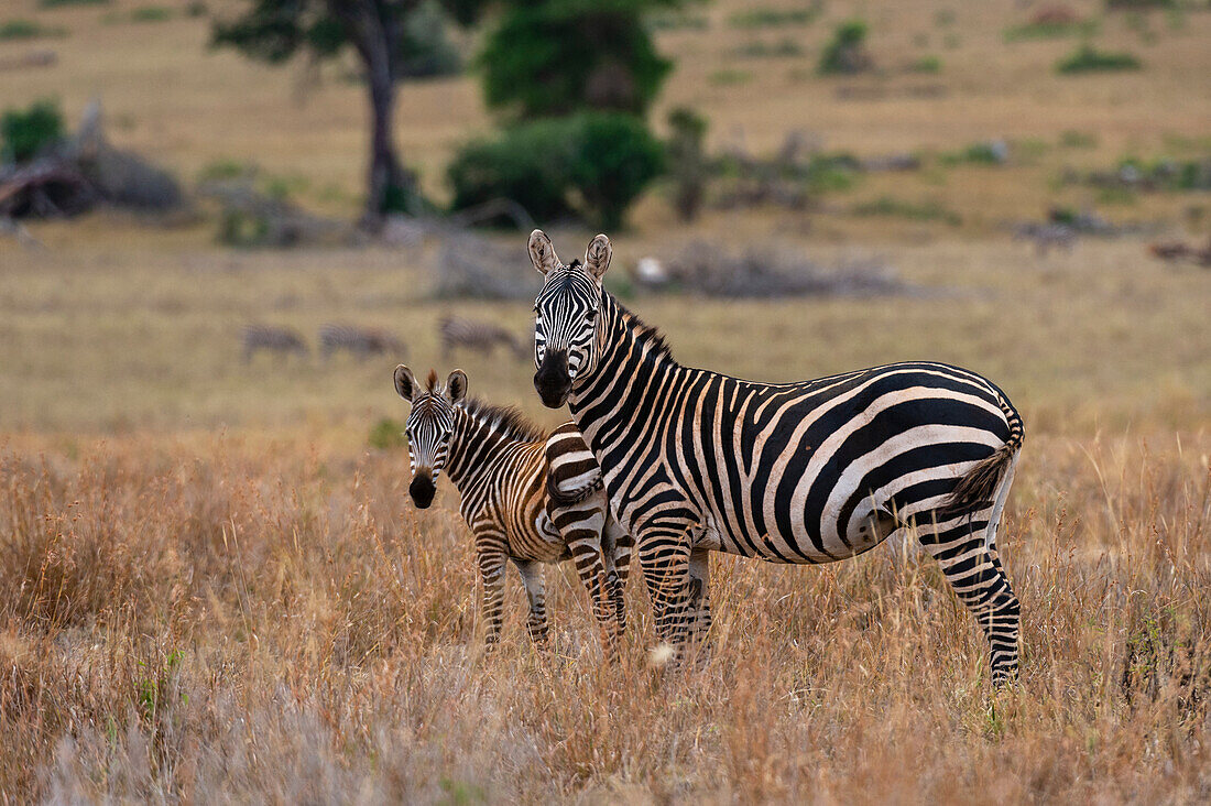A common zebra, Equus quagga, with her foal, Tsavo Conservation Area. Voi, Tsavo Conservation Area, Kenya