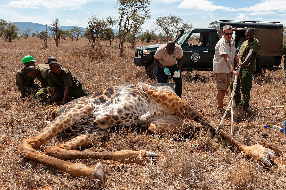 A wounded giraffe, with a poacher's snare on leg, is sedated so it can be treated by Kenya Wildlife Services mobile veterinary unit. Voi, Lualenyi Game Reserve, Kenya.