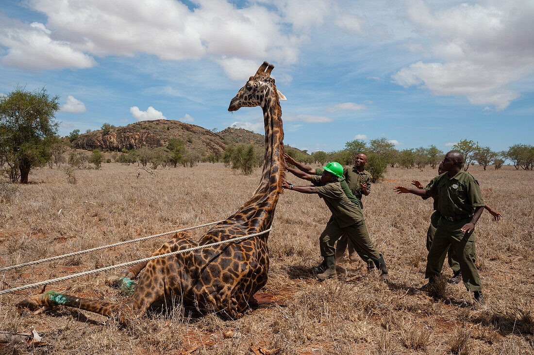 Eine verletzte Giraffe erwacht aus der Narkose, nachdem sie von der mobilen Veterinäreinheit des Kenya Wildlife Services behandelt wurde. Voi, Lualenyi-Wildreservat, Kenia.