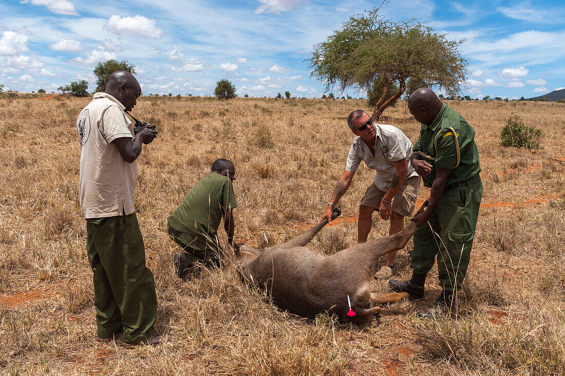 Ein verwundeter Wasserbock wird von der mobilen Veterinäreinheit des Kenya Wildlife Services behandelt. Voi, Kenia.