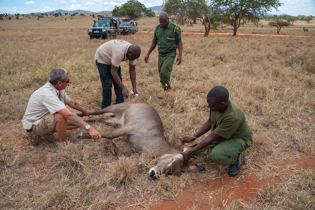 Ein verletzter Wasserbock wird von der mobilen Veterinäreinheit des Kenya Wildlife Services behandelt. Voi, Kenia.