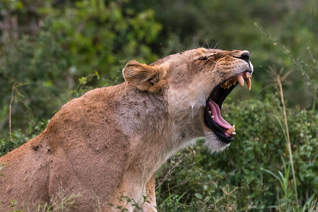 A lioness yawning, Panthera leo, in the bush on a kopje known as Lion Rock in Lualenyi reserve. Voi, Tsavo National Park, Kenya.
