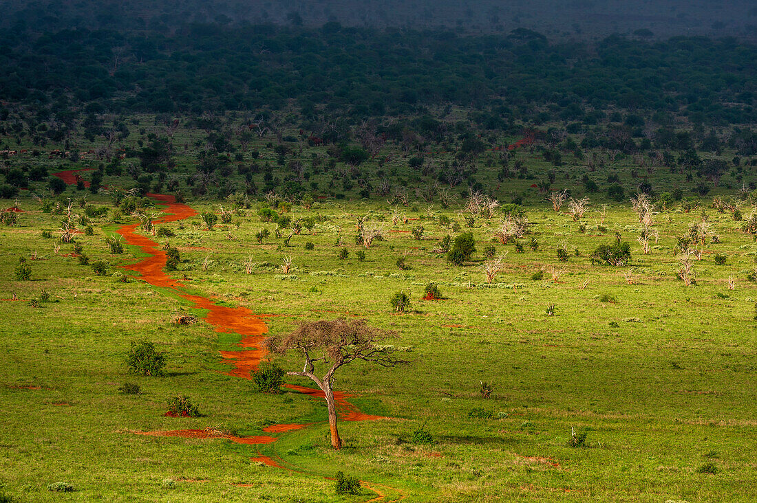 A remote road in the savannah. Voi, Tsavo National Park, Kenya.
