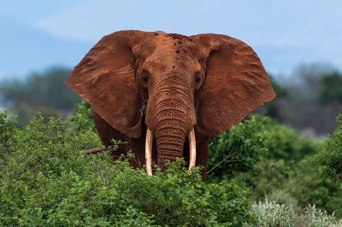 Porträt eines afrikanischen Elefanten, Loxodonta africana, der in die Kamera schaut. Voi, Tsavo-Nationalpark, Kenia.