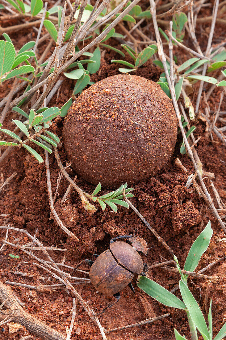 Dung beetle hiding a ball of dung. Voi, Tsavo National Park, Kenya.