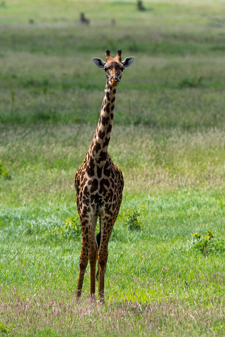 Eine Masai-Giraffe, Giraffa camelopardalis, schaut in die Kamera. Voi, Tsavo, Kenia