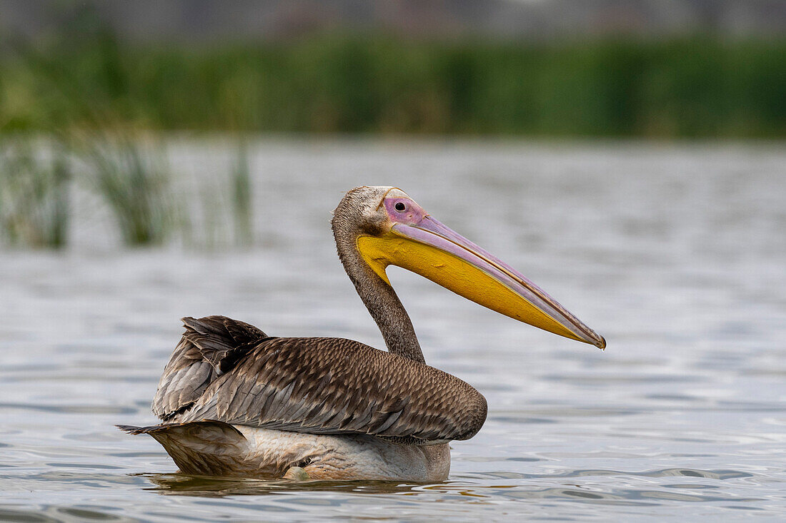 A great white pelican, Pelecanus onocrotalus, on Lake Gipe. Voi, Lake Gipe, Tsavo, Kenya