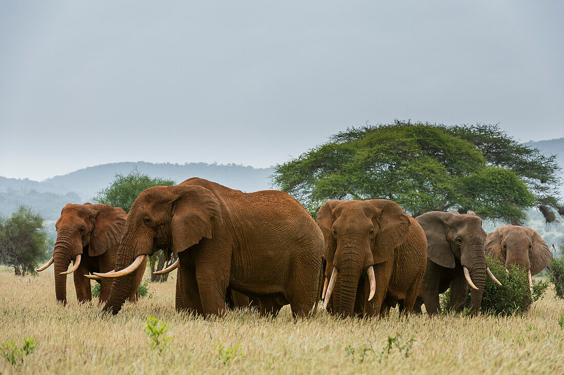 Eine Parade afrikanischer Elefanten, Loxodonta africana. Voi, Tsavo, Kenia