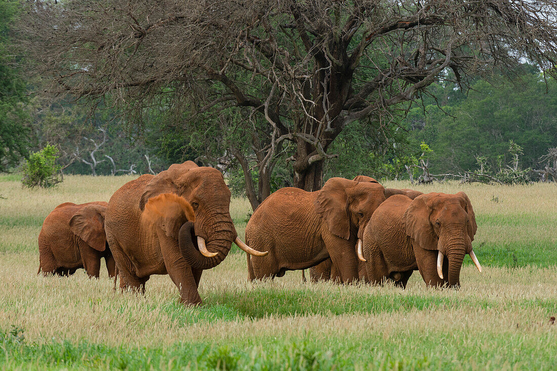 Parade eines Afrikanischen Elefanten, Loxodonta africana, im Tsavo-Nationalpark. Voi, Tsavo, Kenia