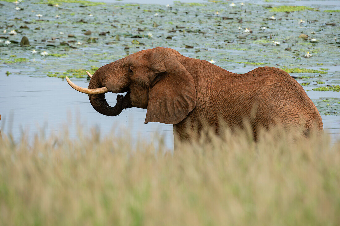 An African elephant, Loxodonta africana, drinking. Voi, Tsavo, Kenya