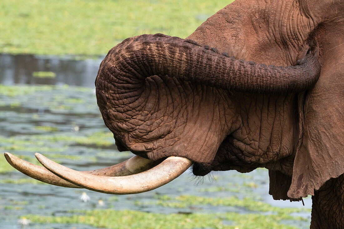 Nahaufnahme eines afrikanischen Elefanten, Loxodonta africana, der sein Ohr mit dem Rüssel reinigt. Voi, Tsavo, Kenia